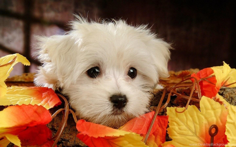 Maltese Dog HD Wallpaper 1440x900px