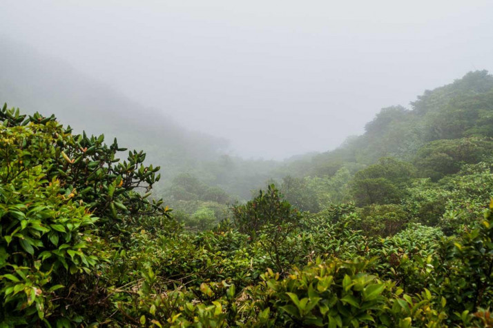 Monteverde Cloud Forest Desktop HD Background 1200x800px