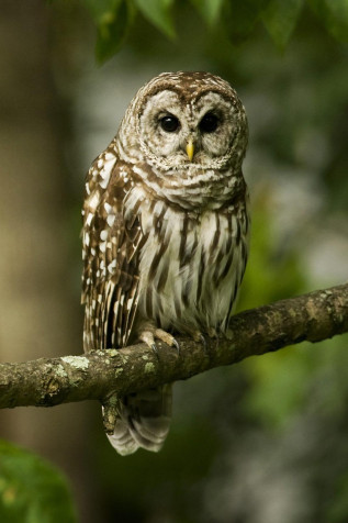 Owl Wallpaper for iPhone 1067x1600px