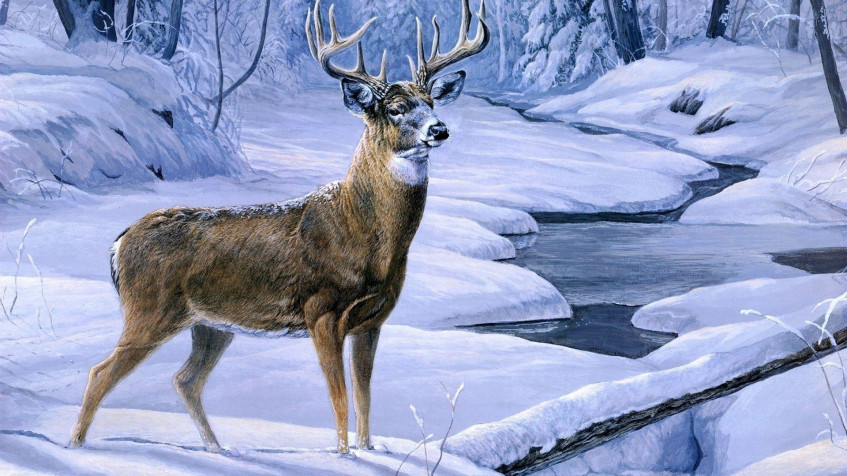 Deer Full HD 1080p Wallpaper 1920x1080px