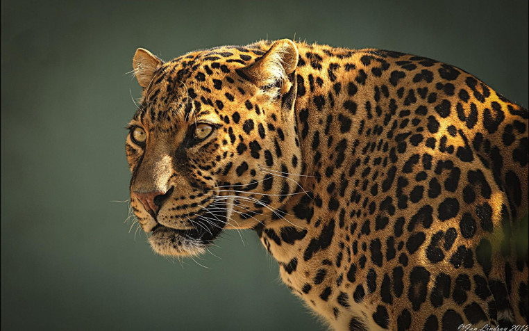 Jaguar Widescreen HD Wallpaper 1920x1200px