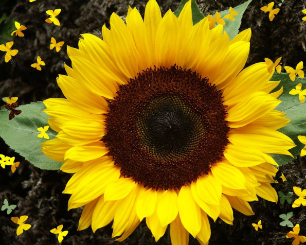 Sunflower Background Image 1280x1024px