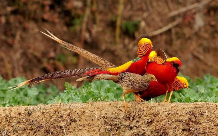 Golden Pheasant Widescreen HD Wallpaper 1920x1200px