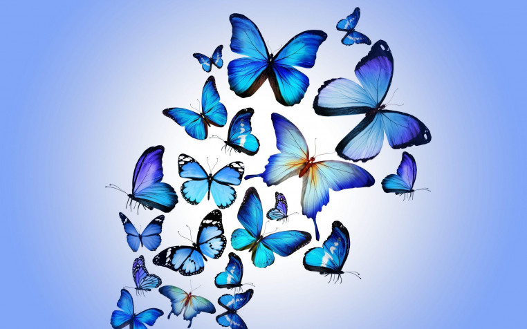 Butterfly Desktop Background 2560x1600px