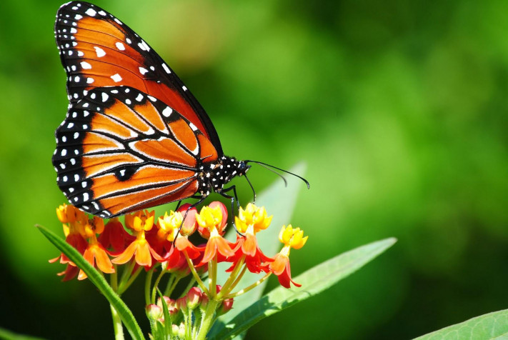 Butterfly Desktop Background 1600x1071px