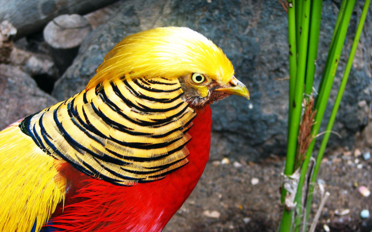 Golden Pheasant MacBook Wallpaper 2560x1600px