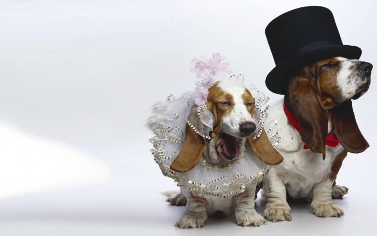 Basset Hound Dog HD Wallpaper 2560x1600px