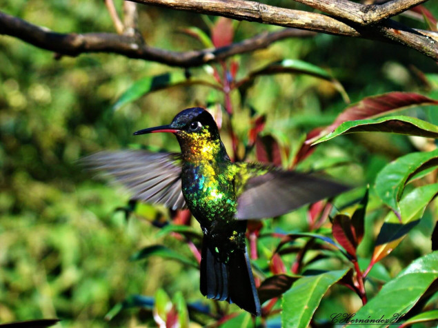 Monteverde Cloud Forest HD Wallpaper 2048x1536px