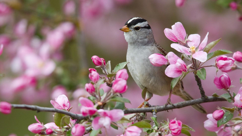 Spring Pc Full HD 1080p Wallpaper 1920x1080px