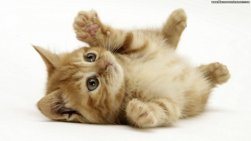 Kitten Full HD 1080p Wallpaper 1920x1080px