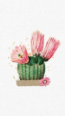 Cactus iPhone Background Image 800x1422px