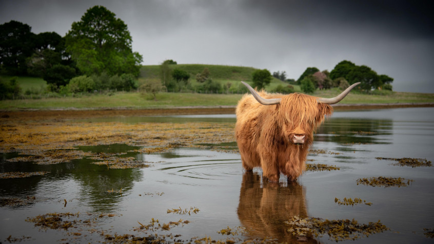 Cow 4k UHD Wallpaper 3840x2160px