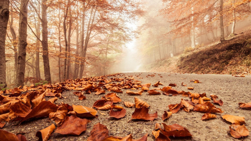 Cute Fall Full HD 1080p Wallpaper 1920x1080px