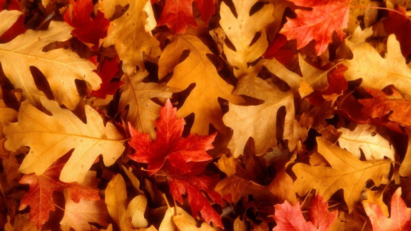 Cute Fall Full HD 1080p Wallpaper 1920x1080px