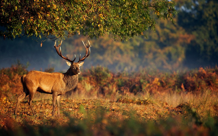 Deer Widescreen HD Wallpaper 1920x1200px