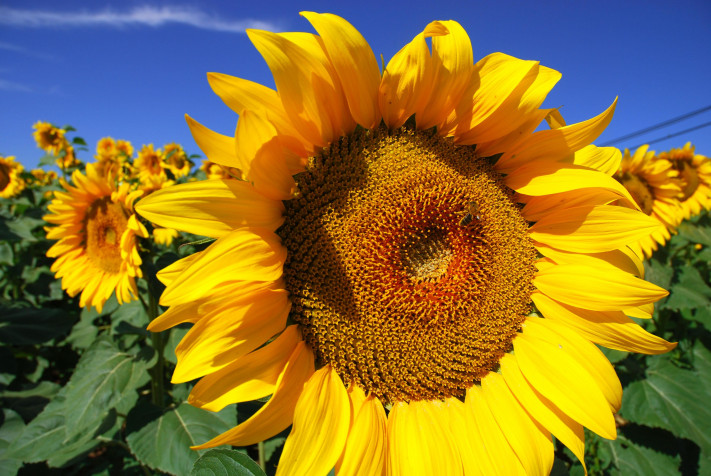 Sunflower MacBook Wallpaper 3872x2592px