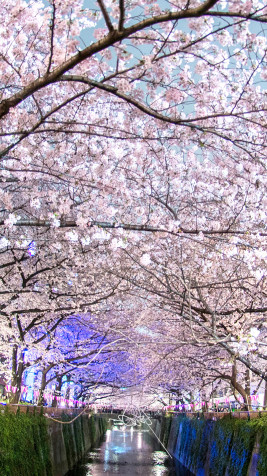 Japan Cherry Blossom Phone Background Image 800x1422px