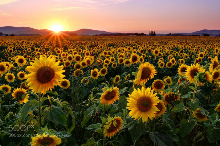 Sunflower HD Background 2048x1366px