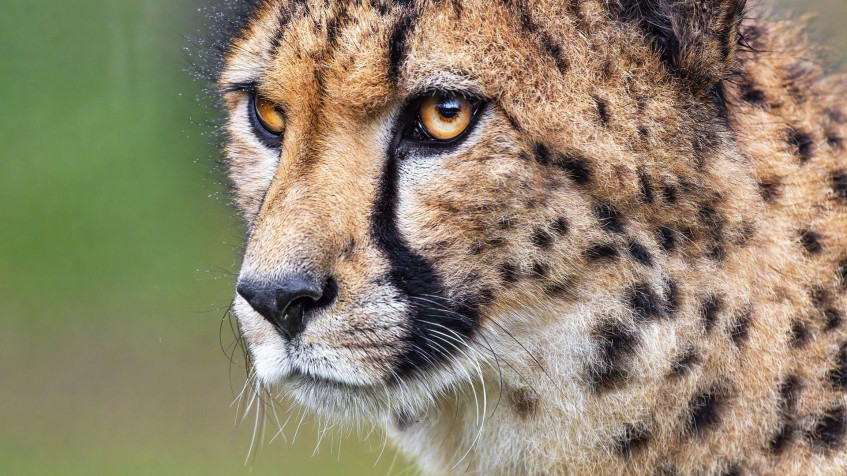 Gepard Full HD 1080p Wallpaper 1920x1080px