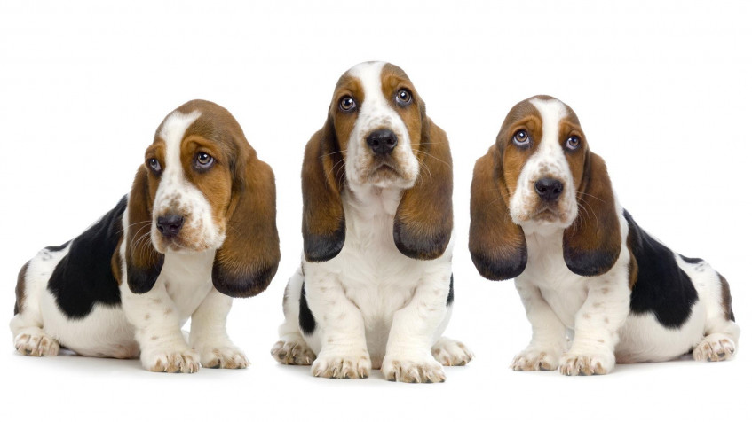 Basset Hound Dog Full HD 1080p Wallpaper 1920x1080px