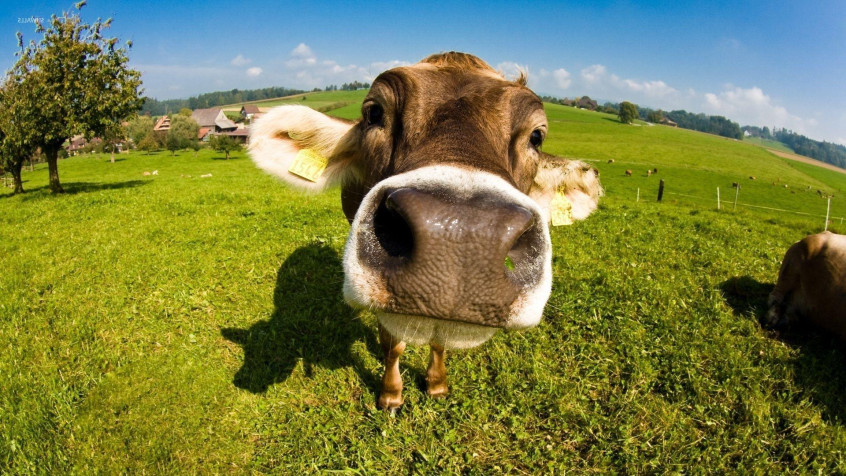 Cow Full HD 1080p Wallpaper 1920x1080px