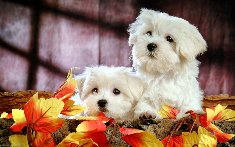 Cute Hd Widescreen HD Wallpaper 1920x1200px