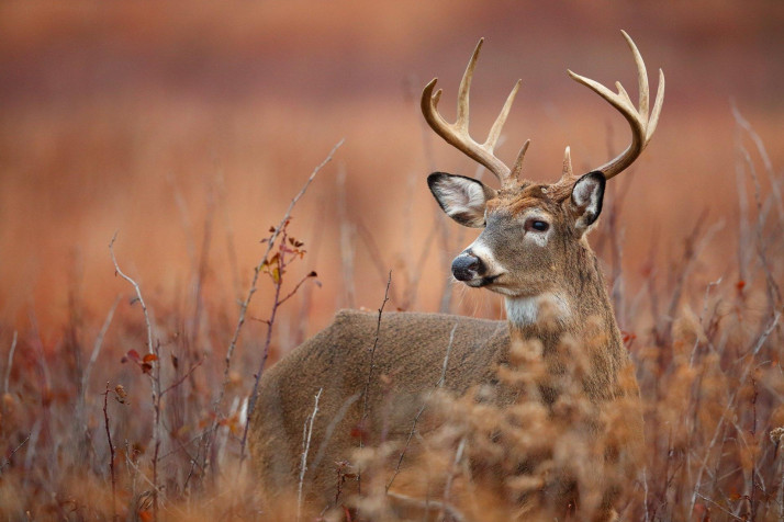 Deer Laptop Wallpaper 1920x1280px