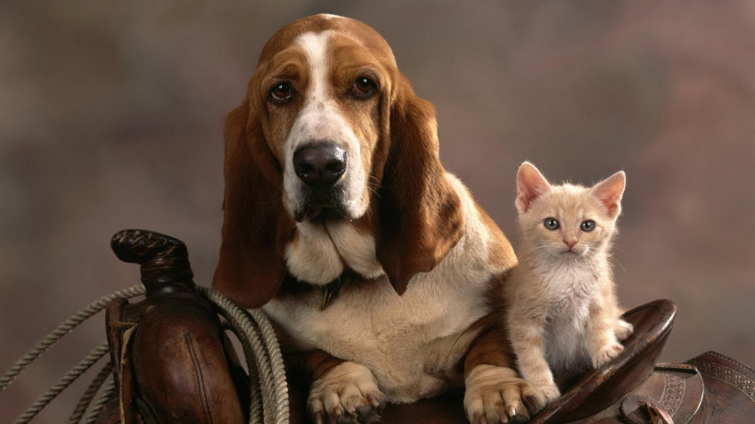 Basset Hound Dog Full HD 1080p Wallpaper 1920x1080px