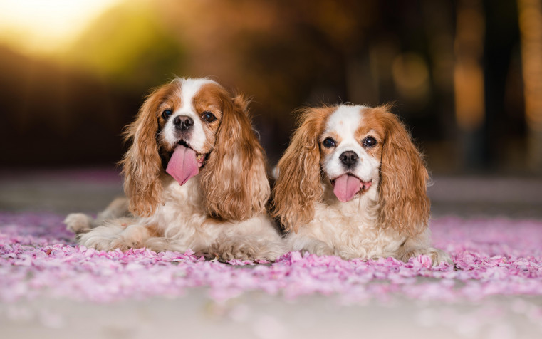 Charles Spaniel Dog Desktop Wallpaper 5793x3621px