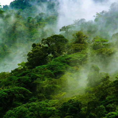 Monteverde Cloud Forest Wallpaper for Mobile 1600x1600px