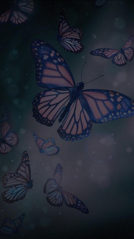 Butterfly Phone Wallpaper 1080x1920px