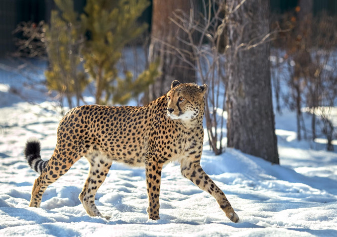 Gepard HD Wallpaper 2150x1511px