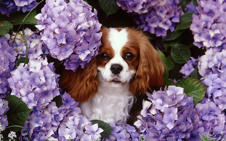 Charles Spaniel Dog MacBook Background 1680x1050px