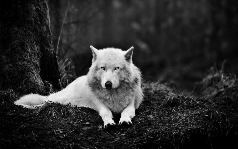 White Wolf Widescreen HD Wallpaper 1920x1200px