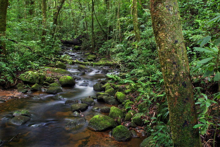 Monteverde Cloud Forest Desktop HD Wallpaper 2560x1707px