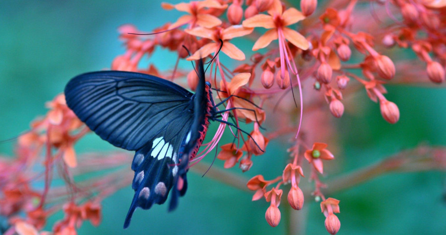 Butterfly MacBook Background 4096x2160px