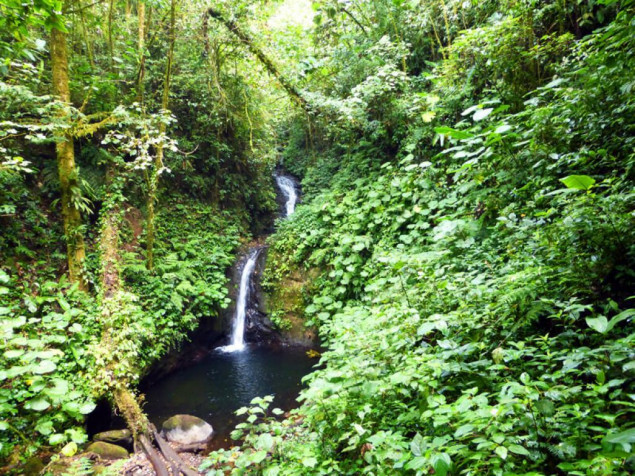 Monteverde Cloud Forest Laptop Wallpaper 1024x768px