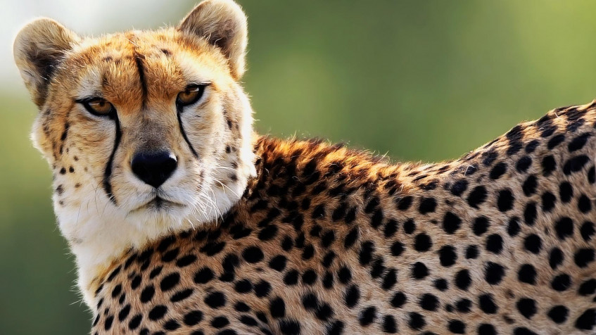 Gepard Full HD 1080p Wallpaper 1920x1080px