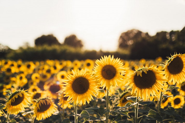 Sunflower Desktop Wallpaper 4602x3068px