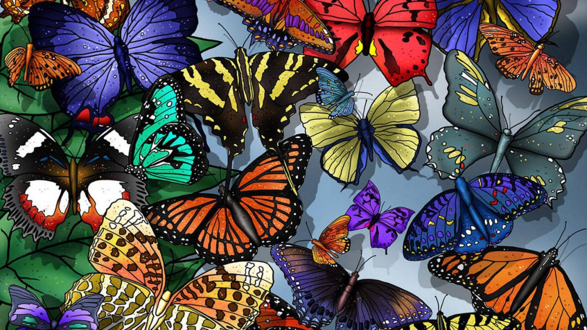 Butterfly Full HD 1080p Wallpaper 1920x1080px