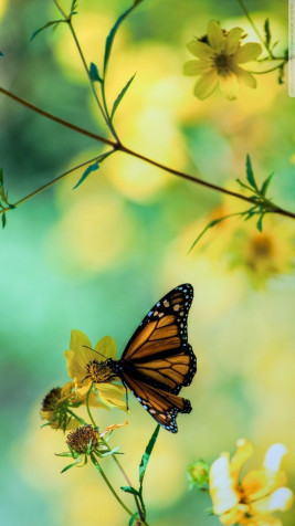 Butterfly Phone HD Background 1080x1920px