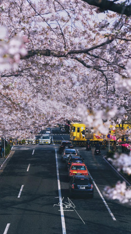 Japan Cherry Blossom Android Wallpaper 1080x1920px