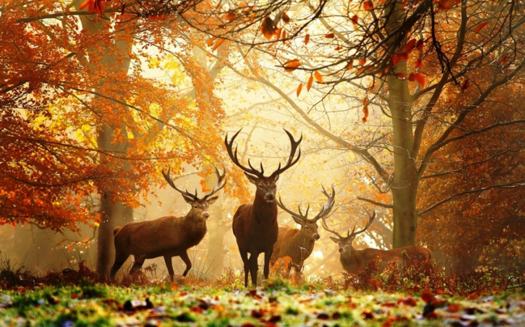 Deer MacBook Wallpaper 1680x1050px