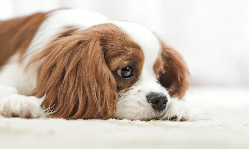 Charles Spaniel Dog Wallpaper Image 5551x3324px