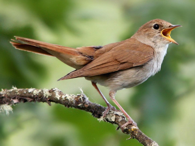 Nightingale Desktop Background 1449x1087px