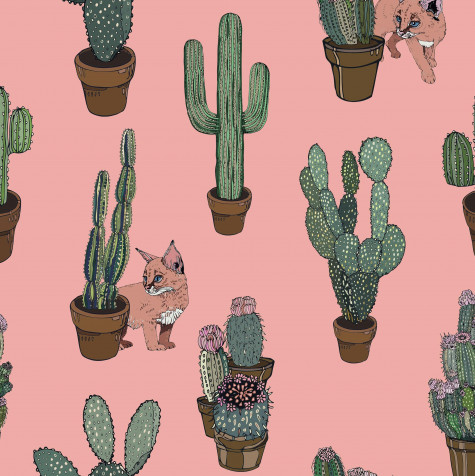 Cactus iPhone Wallpaper 2500x2504px