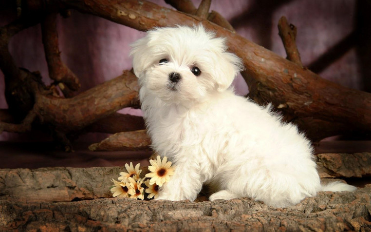 Maltese Dog MacBook Wallpaper 1600x1000px