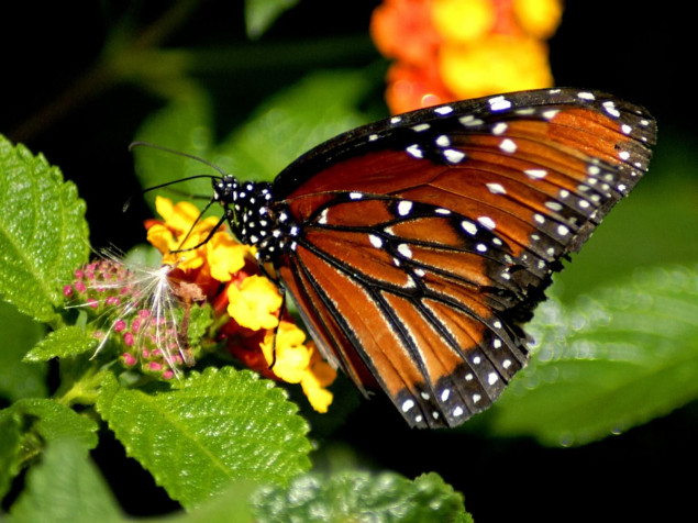 Butterfly Desktop HD Background 1600x1200px