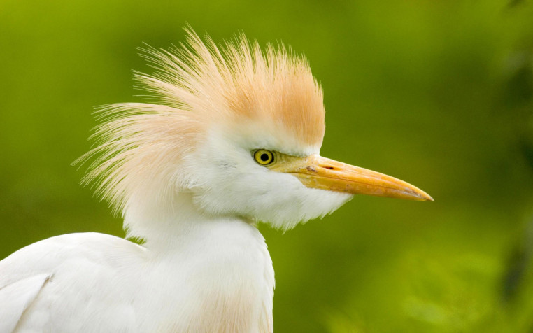 Birds Desktop HD Wallpaper 2560x1600px