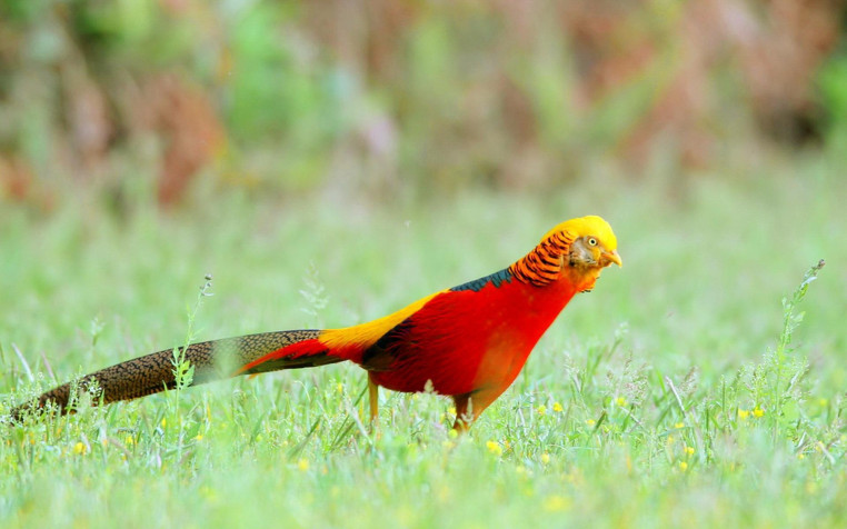 Golden Pheasant Widescreen HD Wallpaper 1920x1200px